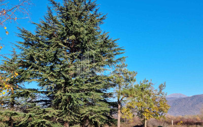 For Sale Land Eniseli Kvareli Kakheti