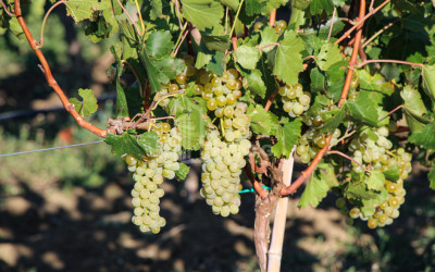 იყიდება კომერციული ფართი დოესი კასპი შიდა ქართლი