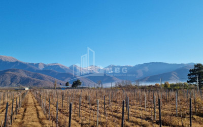 For Sale Land Eniseli Kvareli Kakheti