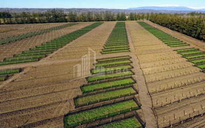 იყიდება მიწის ნაკვეთი გურია