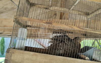 Продается Коммерческий Телави Кахети