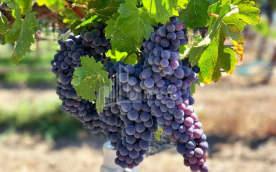 Продается Коммерческий Хашми Сагареджо Кахети