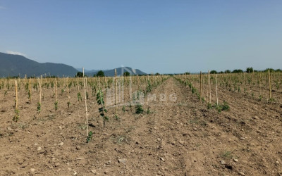 For Sale Land Shilda Kvareli Kakheti