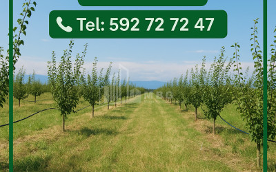 Продается Земля Бакурцихе Гурджаани Кахети