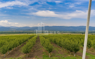 იყიდება მიწის ნაკვეთი საგარეჯო კახეთი