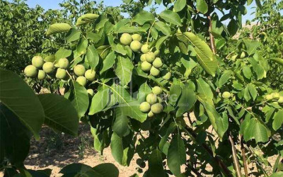 For Sale Land Marneuli Kvemo Kartli