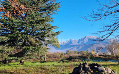 For Sale Land Eniseli Kvareli Kakheti
