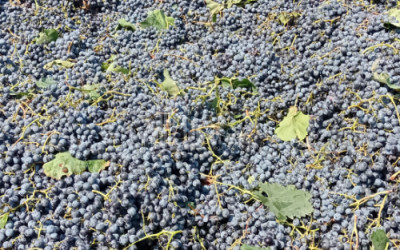 Продается Земля Бакурцихе Гурджаани Кахети