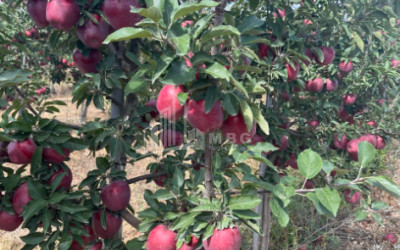 For Sale Land Gori Shida Kartli
