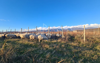 For Sale Land Shilda Kvareli Kakheti
