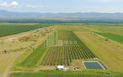 იყიდება მიწის ნაკვეთი საგარეჯო კახეთი