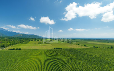 For Sale Commercial Shilda Kvareli Kakheti