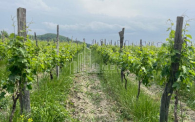 For Sale Land Shilda Kvareli Kakheti