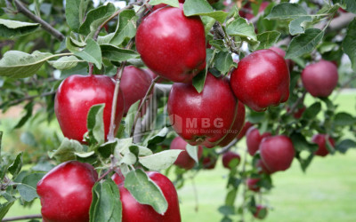 For Sale Land Gori Shida Kartli