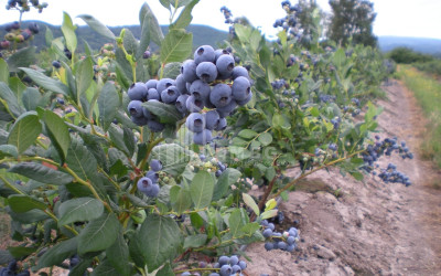 Продается Земля Самегрело   Верхняя Сванетия