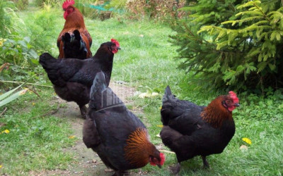 For Sale Land Tsilkani Mtskheta Mtskheta   Mtianeti