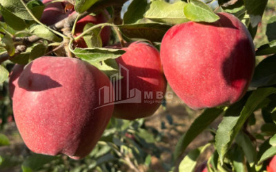 For Sale Land Gori Shida Kartli