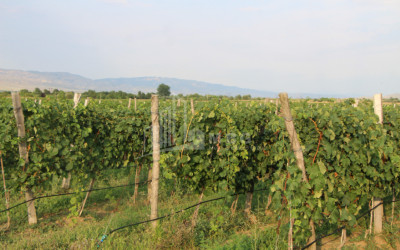 იყიდება კომერციული ფართი დოესი კასპი შიდა ქართლი