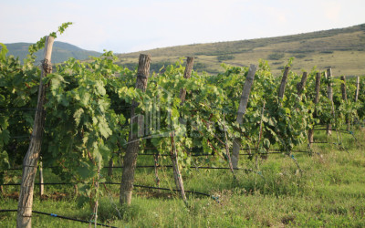 იყიდება კომერციული ფართი დოესი კასპი შიდა ქართლი