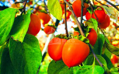 For Sale Land Marneuli Kvemo Kartli