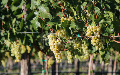 იყიდება კომერციული ფართი დოესი კასპი შიდა ქართლი