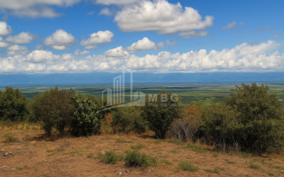 იყიდება მიწის ნაკვეთი სიღნაღი კახეთი