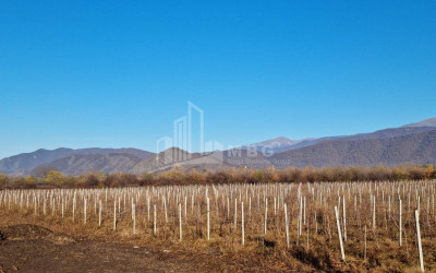 For Sale Land Eniseli Kvareli Kakheti