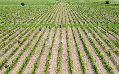 For Sale Land Shilda Kvareli Kakheti