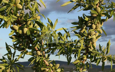 For Sale Land Marneuli Kvemo Kartli