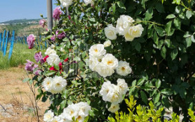 Продается Коммерческий Хашми Сагареджо Кахети