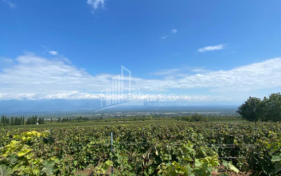 For Sale Land Zegaani Gurjaani Kakheti