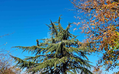 For Sale Land Eniseli Kvareli Kakheti