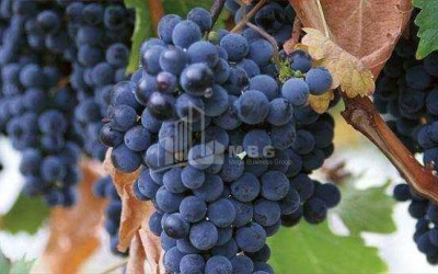 Продается Коммерческий Хашми Сагареджо Кахети