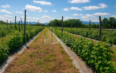 For Sale Land Vartsikhe Baghdati Imereti