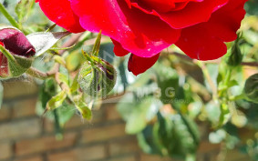 Продается Коммерческий Хашми Сагареджо Кахети