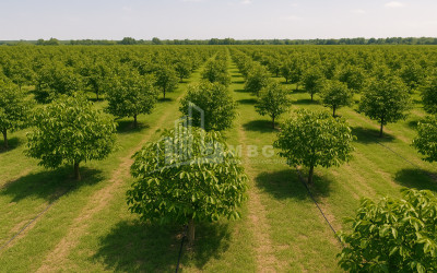 Продается Земля ли Каспси Шида Картли