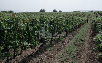 For Sale Land Zegaani Gurjaani Kakheti