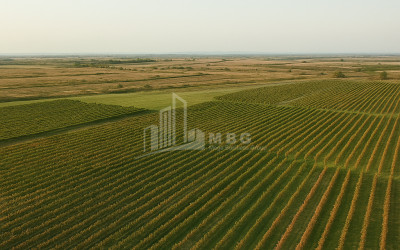 Продается Земля Бакурцихе Гурджаани Кахети