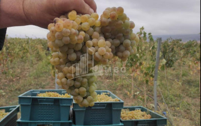 იყიდება კომერციული ფართი დოესი კასპი შიდა ქართლი