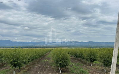 იყიდება მიწის ნაკვეთი საგარეჯო კახეთი