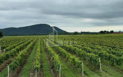 For Sale Commercial Shilda Kvareli Kakheti