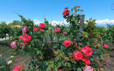 Продается Коммерческий Телави Кахети