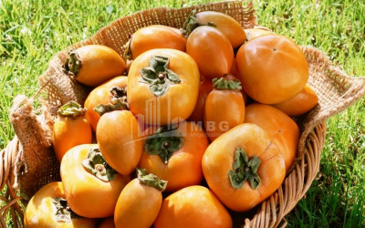 For Sale Land Marneuli Kvemo Kartli